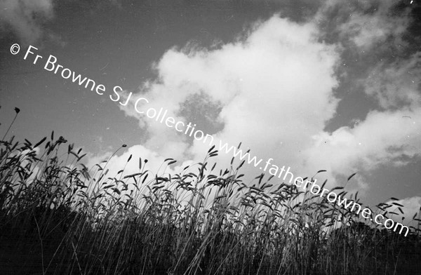 HARVESTING AT ST MARY'S  WHEAT & CLOUDS EMO COURT